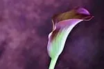 Lys calla