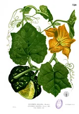 Potiron