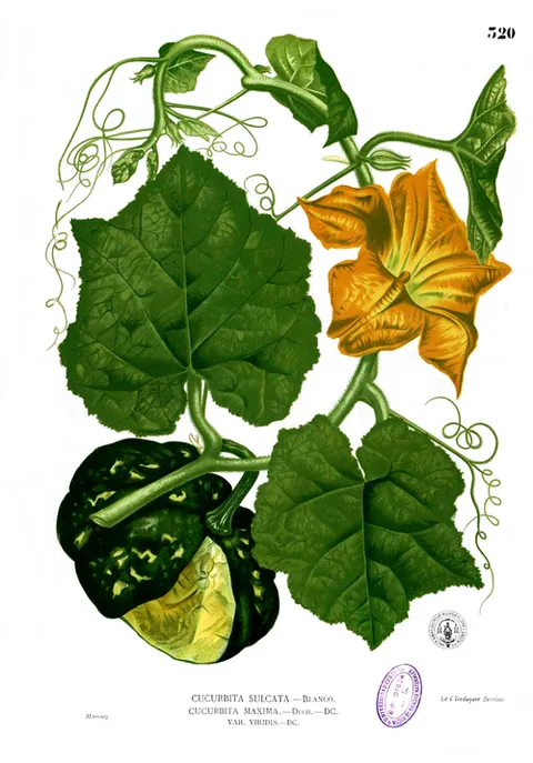 Potiron