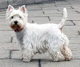 West Highland white terrier