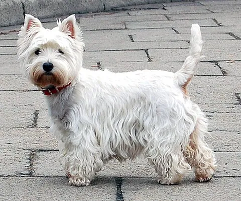 West Highland white terrier