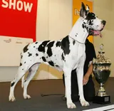 Dogue allemand