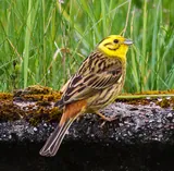 Bruant jaune