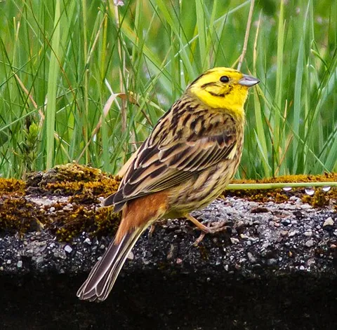 Bruant jaune