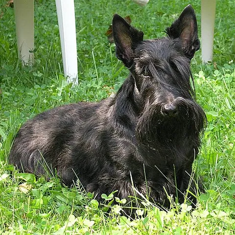 terrier écossais