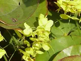 Epimedium