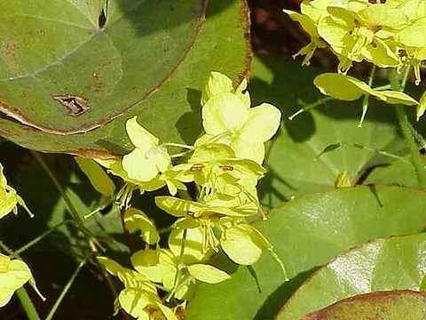 Epimedium