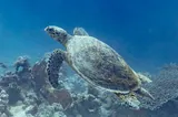 Tortue imbriquée