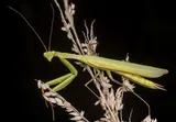 Praying mantis
