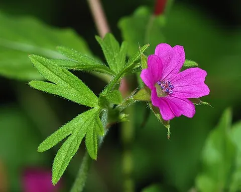 Géranium