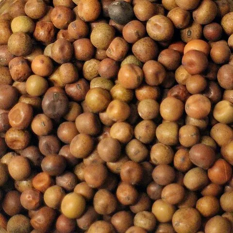 Pois gris