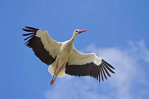 Cigogne blanche