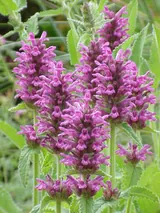 Stachys