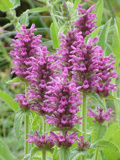 Stachys