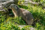 Marmotte