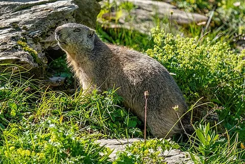 Marmotte