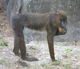 Mandrill
