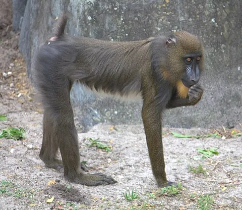 Mandrill