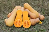Butternut