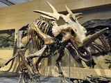 Styracosaurus