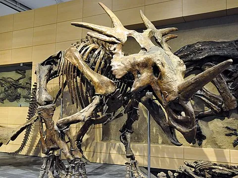 Styracosaurus