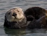 Loutre de mer