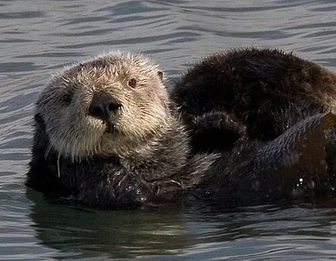 Loutre de mer