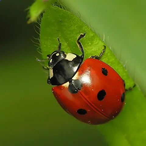 Coccinelle à sept points