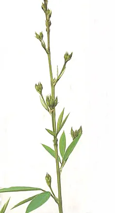 Pois d’Angole