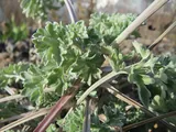 Artemisia