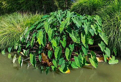 Taro