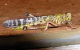 Desert locust