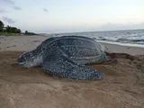 Tortue luth