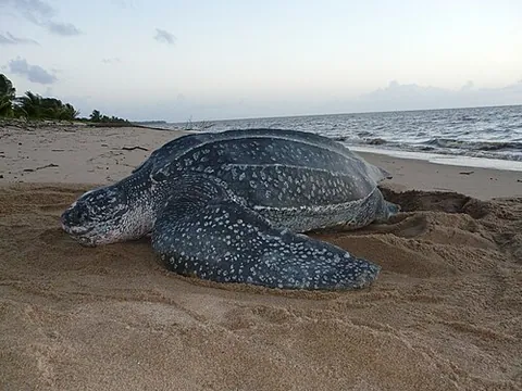 Tortue luth