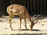 Impala