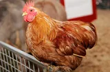 Poule