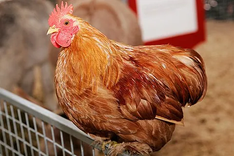 Poule