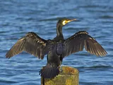 Cormoran