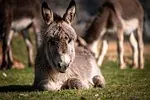 Âne