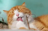 Chat