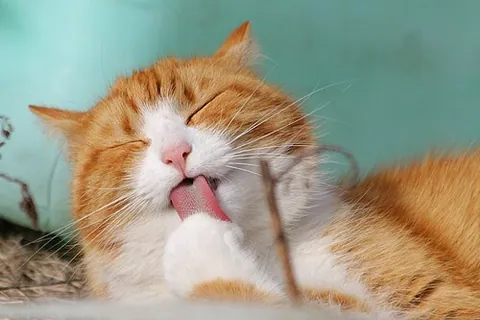 Chat