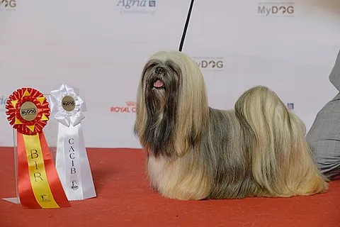 Lhassa Apso