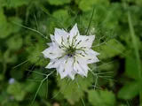 Nigelle