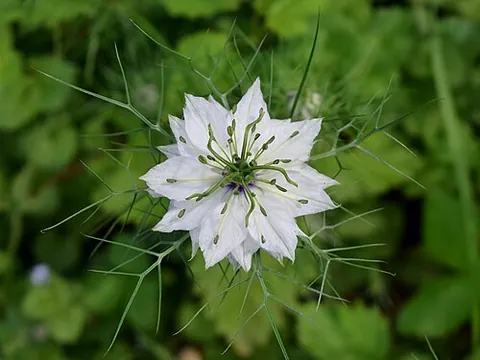 Nigelle