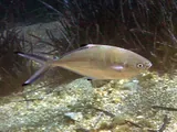 Hirondelle