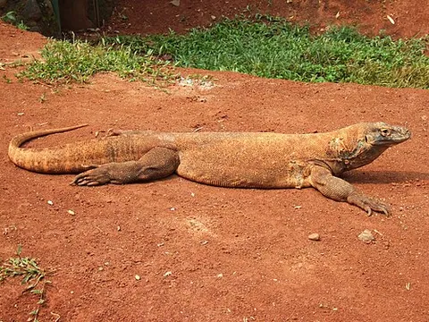 Dragon de Komodo