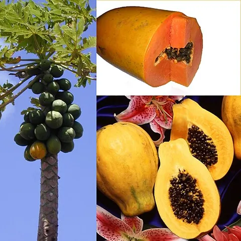 Papaye