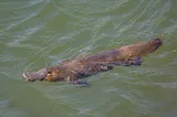 Ornithorynque