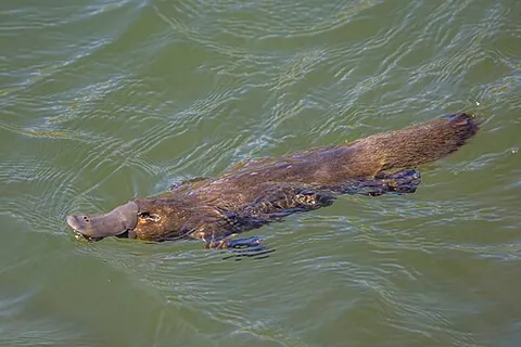 Ornithorynque