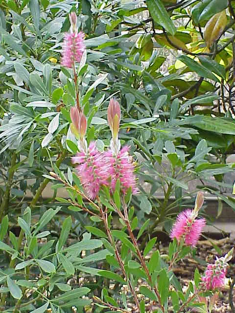 Callistemon